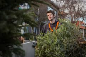 Persbericht – Inzameling kerstbomen op Texel
